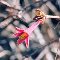 ウメモドキ,ウグイスカグラ,ウグイスカグラ（鶯神楽）,東高根森林公園,平和を願うの画像