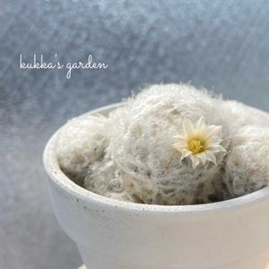 サボテン,白星,マミラリア 白星,リメ鉢,サボテンの花の画像