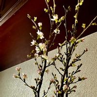 ナンテン,ナンテン,啓翁桜,啓翁桜,オタフクナンテンの画像