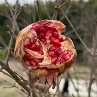 ザクロ,緑のある暮らし,beautiful,Healing,お出かけ先の画像