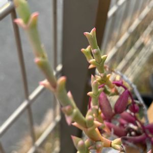 紅葉,多肉植物,子株,クラッスラ属,ピンクの画像