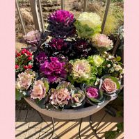 葉牡丹,チェッカーベリー,お正月,GSのみなさんに感謝♡,がんばろう熊本！の画像