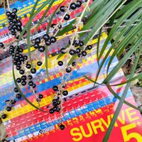 ヤブラン,黒い実,映画の日の画像