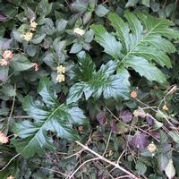 アカンサス,ゼニアオイの画像