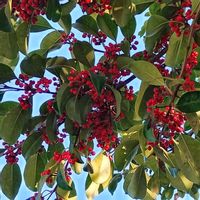 カリン,ツルウメモドキ,クロガネモチ,斑入りマサキ,山野草の画像