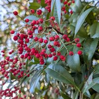 カナメモチ,カナメモチ,謹賀新年の画像