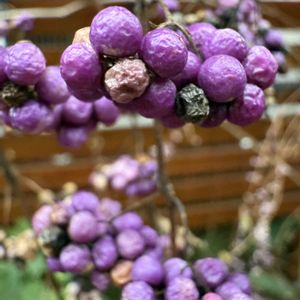 ガーデニング,裏庭,シェードガーデン,冬の庭の画像