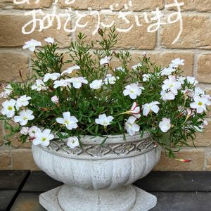 オキザリス,オキザリス・バーシカラー,ガーデニング,ナチュラルガーデン,白い花の画像