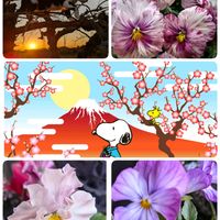 ナンテン,ナンテン,ビオラ,花かんざし,花かんざしの画像