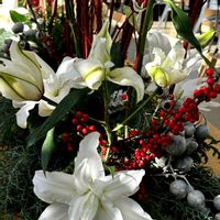 カサブランカ,東北人花の会の画像