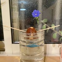 アボカド,エボルブルス ブルーラグーン,ネコ好き,アボカド水耕栽培の画像