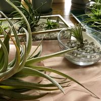 エアープランツ,チランジア,イオナンタ,ハリシー,ハリシーの画像