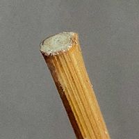 ブドウ,ぶどう,室内栽培,水揚げ,鉢栽培の画像