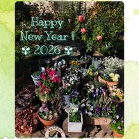 ミルフル・アンティークフリル,ユーフォルビア ブラックバード,ミニパンジー・エール17,パンビオ寄せ植え,ASIAN BEAUTYの画像