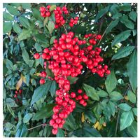 ナンテン,ムラサキゴテン,オタフクナンテン,飛行機雲♡の画像