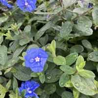 アメリカンブルー,エボルブルス ブルーラグーン,ガーデニングの画像