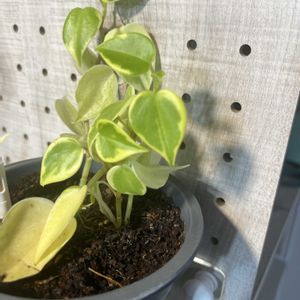 ペペロミアセルペンス,ダイソー,DAISO,リビング・ダイニングの画像