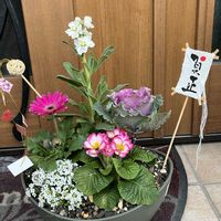 アリッサム,ガーベラ,プリムラ,ペンタス,パンジーの画像