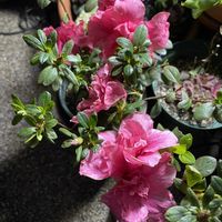 アザレア,小さな庭♡の画像