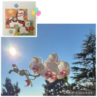 胡蝶蘭,テーブル胡蝶蘭,GSのみなさんに感謝♡,平和を願う☆,世界平和の画像