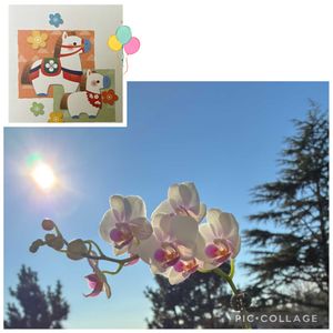 胡蝶蘭,テーブル胡蝶蘭,GSのみなさんに感謝♡,平和を願う☆,世界平和の画像