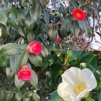 ツバキ,ツバキ,バラ,バラ,サルメントーサの画像