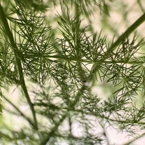 アスパラガス・プルモーサス・ナナス,愛知,寝室の画像