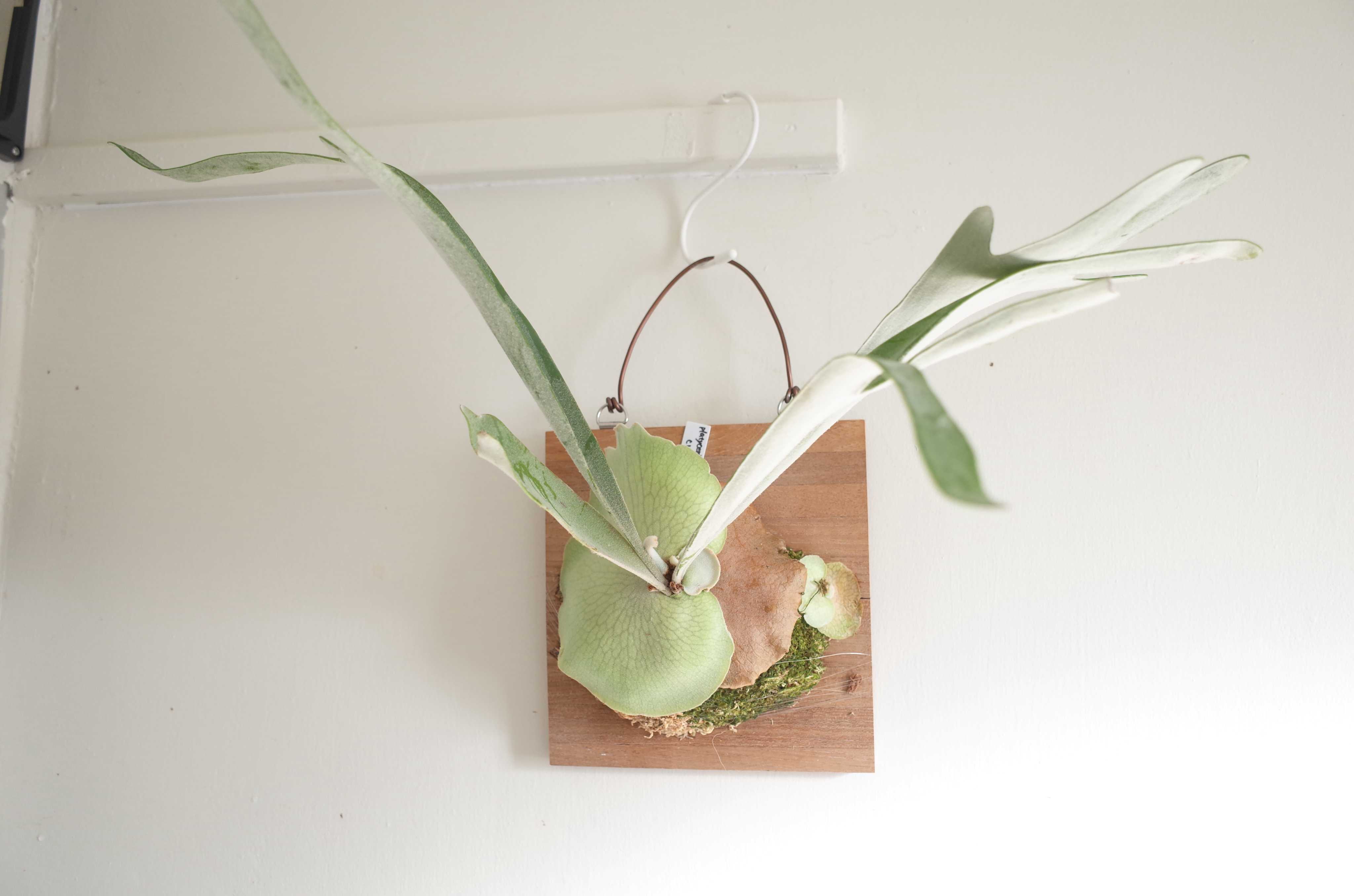 成長点の向き2 ビカクシダの森