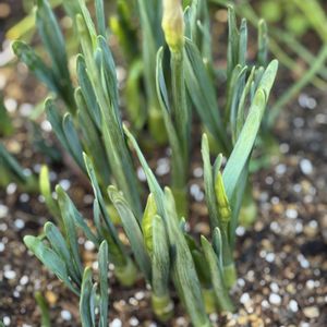 スイセン,花芽,芽吹きの画像