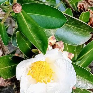 タイワンツバキ,椿(タイワンツバキ),椿 ツバキの画像