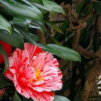 イベリス,皇帝ダリア,ツバキ,ボケ,ロウバイの画像