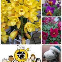 カランコエ,カランコエ,カランコエ,シンビジウム,シンビジウムの画像