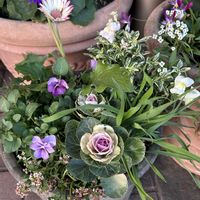 キンセンカ,セキチク,セキチク,パンジー・ビオラ,ゴールドクレストの画像