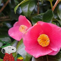 ツバキ,ユッカ,GSのみなさんに感謝♡,素敵な出会いに感謝,今日のお花の画像