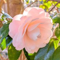 ツバキ,華やか,綺麗,スマホ撮影,お写んぽの画像