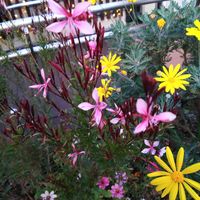 ガウラ,ガウラ,ユリオプスデージー,ユリオプスデージー,花のある暮らしの画像