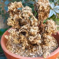 イワヒバ,イワヒバ,イワヒバ,イワヒバ,盆栽の画像