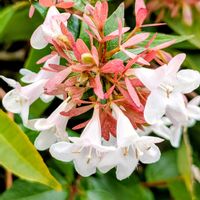 アベリア,アベリア,花散歩の画像