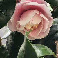 ツバキ,ペンタス,レウィシア,レウィシア,オステオスペルマムの画像