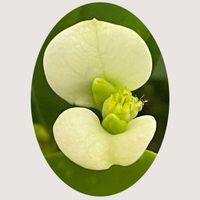 キンギョソウ,サザンカ,ハナキリン,花のある暮らし,お花大好き♡の画像