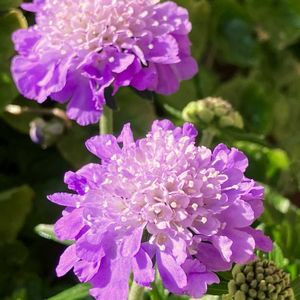 癒し,紫色の花,#ガーデニング,エクステリアの画像