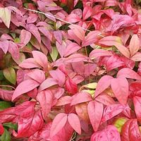 お多福南天,お多福南天の画像