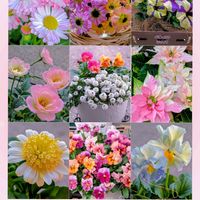 アリッサム,デージー,ペチュニア,プリンセチア,ガーデニングの画像