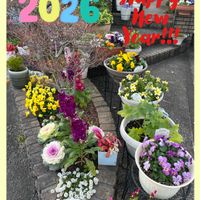 ビデンス,オキザリス,ストック,火祭り,葉牡丹の画像