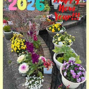 ビデンス,オキザリス,ストック,火祭り,葉牡丹の画像