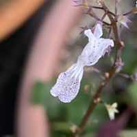 プレクトランサス,プレクトランサス,うどん県人会,黒ニャンコ隊,うどん県西支部の画像