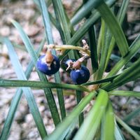 リュウノヒゲの画像