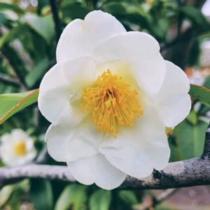 タイワンツバキ,今日のお花,大船フラワーセンターの画像