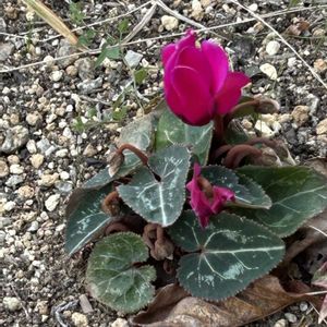 ガーデンシクラメン,自己流ガーデニング,庭の画像