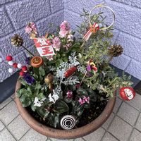 レモングラス,お正月しめ縄,お正月 寄せ植え,お正月,緑好きの画像